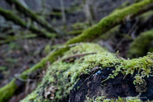 Tussen Mirwart en Smuid