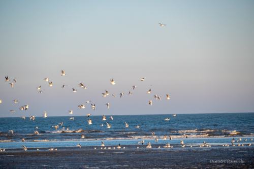 Les Dunes des Flandre