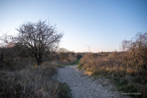Les Dunes des Flandre
