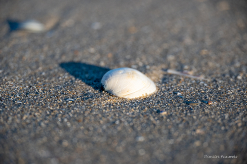 Les Dunes des Flandre
