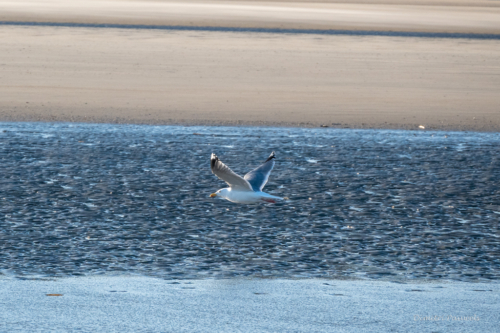 Les Dunes des Flandre