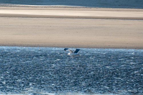 Les Dunes des Flandre
