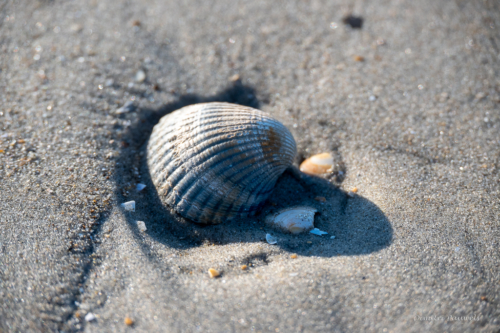 Les Dunes des Flandre