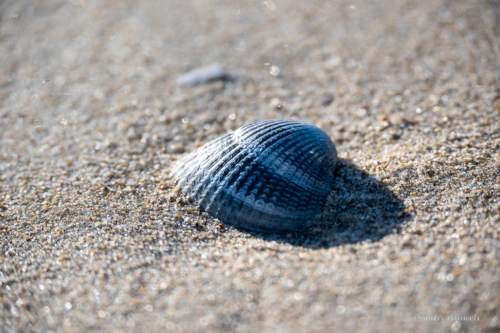 Les Dunes des Flandre