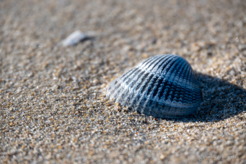 Les Dunes des Flandre