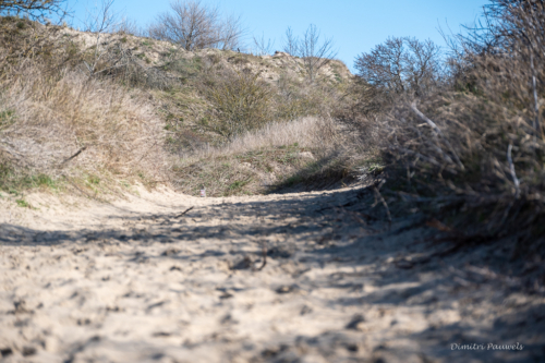 Les Dunes des Flandre