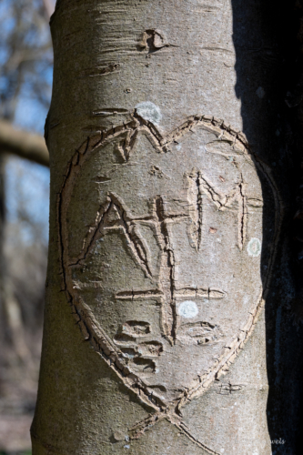 Les Dunes des Flandre