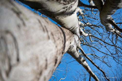Les Dunes des Flandre