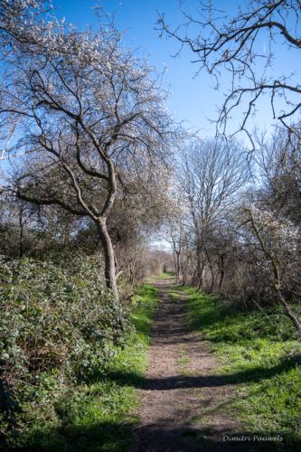 Les Dunes des Flandre