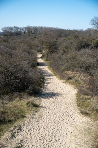Les Dunes des Flandre