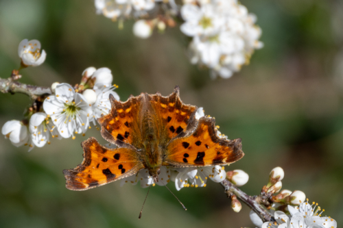 Les Dunes des Flandre