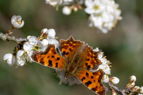 Les Dunes des Flandre