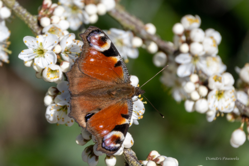 Les Dunes des Flandre