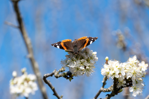 Les Dunes des Flandre