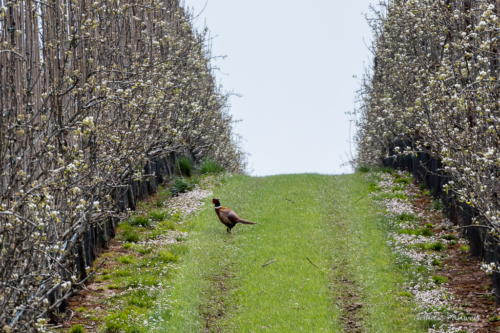 22-04 Lentetocht Eigenbilzen