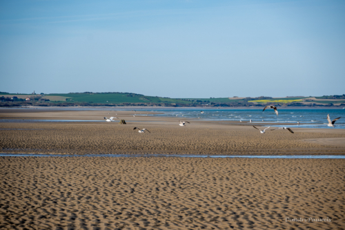 Cap Blanc Nez