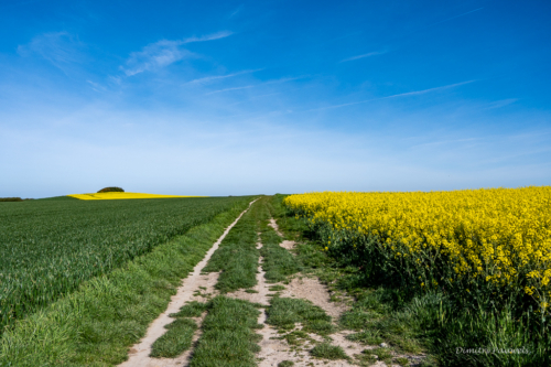 Cap Blanc Nez