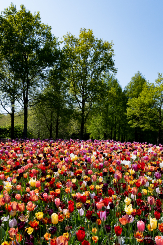 Keukenhof