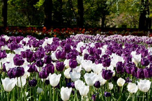 Keukenhof