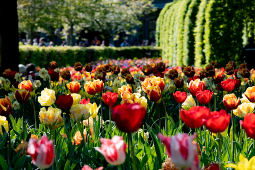 Keukenhof