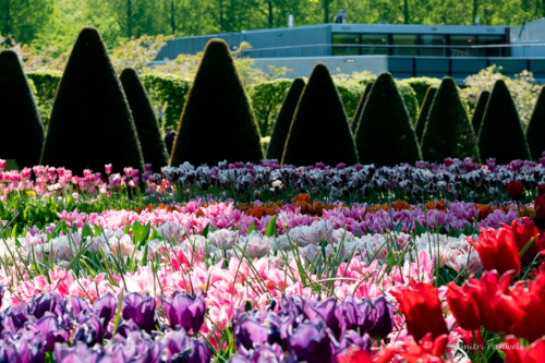 Keukenhof