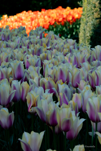 Keukenhof