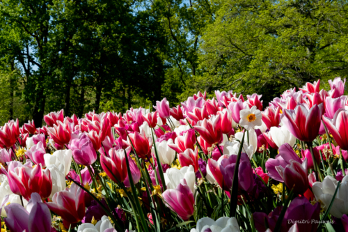 Keukenhof