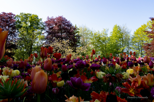 Keukenhof