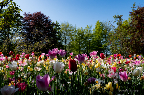 Keukenhof