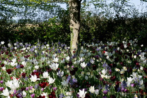 Keukenhof