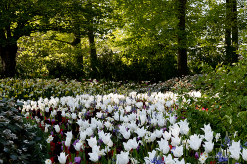 Keukenhof