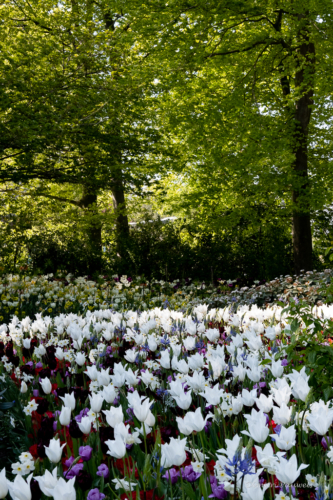Keukenhof