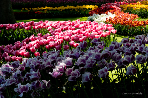 Keukenhof