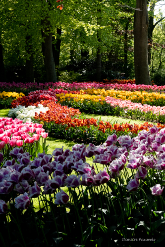 Keukenhof