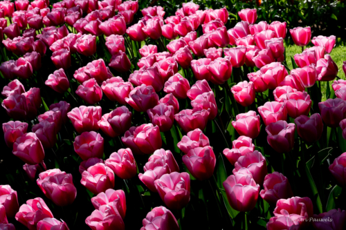Keukenhof