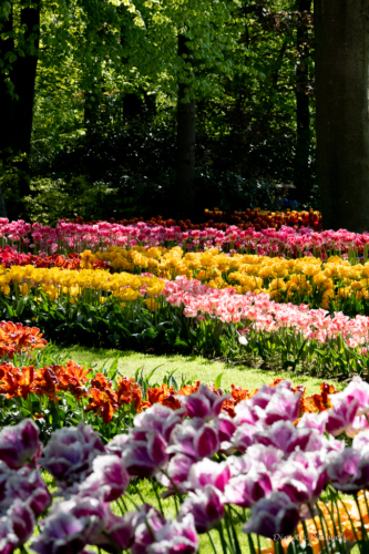 Keukenhof