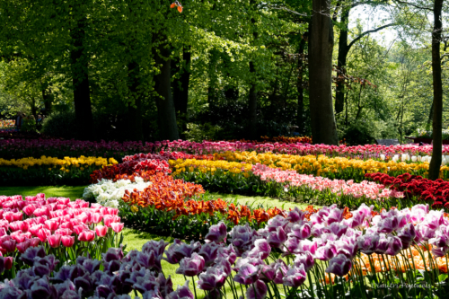 Keukenhof