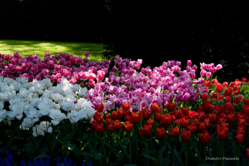 Keukenhof
