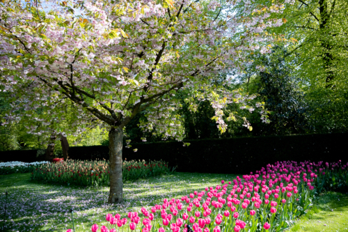 Keukenhof