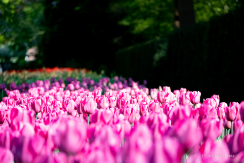 Keukenhof