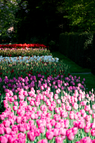 Keukenhof