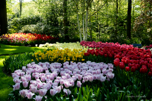 Keukenhof