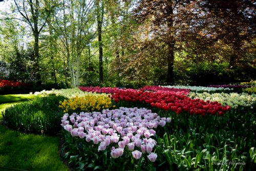 Keukenhof