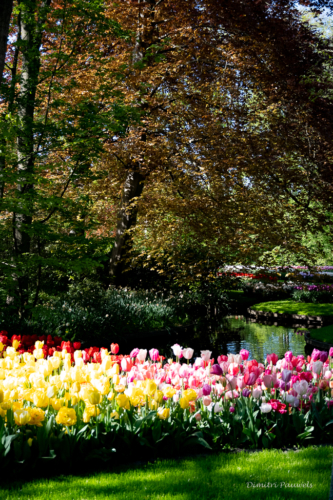 Keukenhof