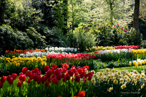 Keukenhof