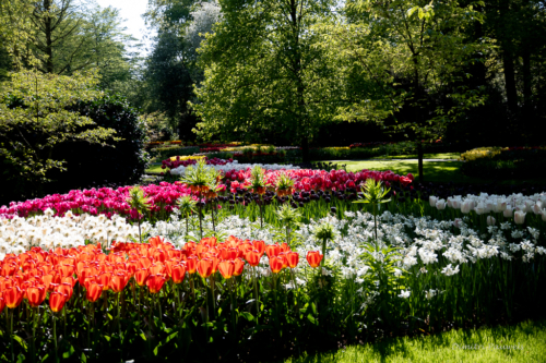 Keukenhof