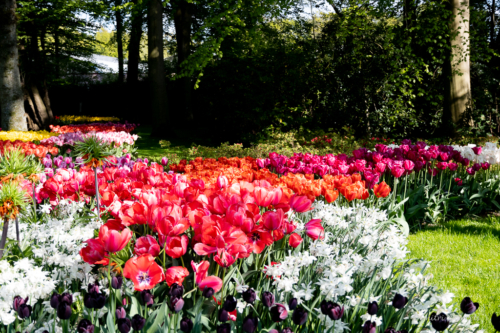 Keukenhof