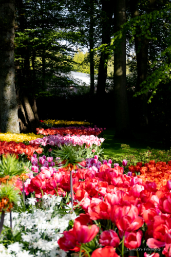 Keukenhof