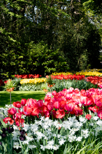 Keukenhof