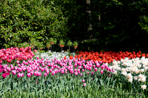 Keukenhof
